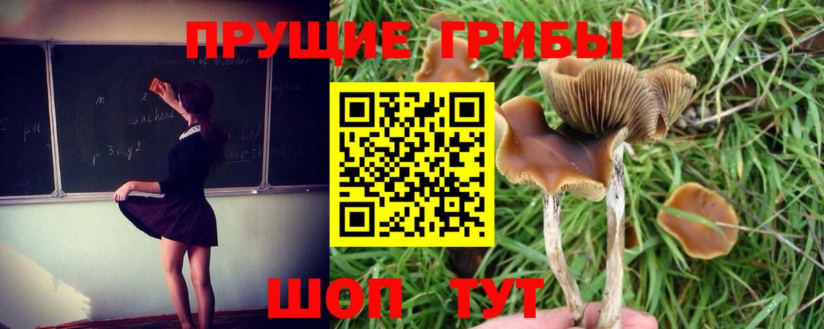 Псилоцибиновые грибы мухоморы  Вход с VPN  Гатчина  Псилоцибиновые грибы MAGIC MUSHROOMS 